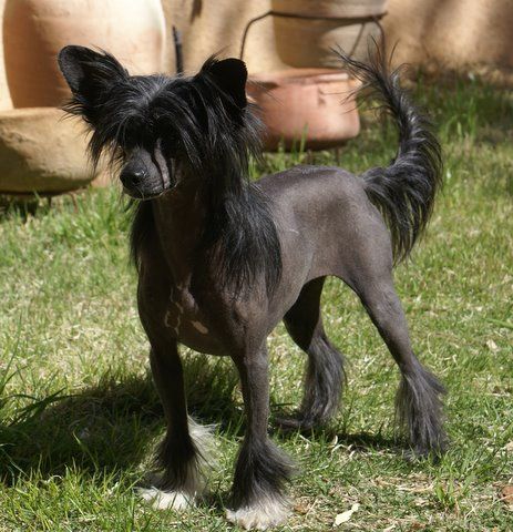 Krishna N'Rainbo's Black Mariah