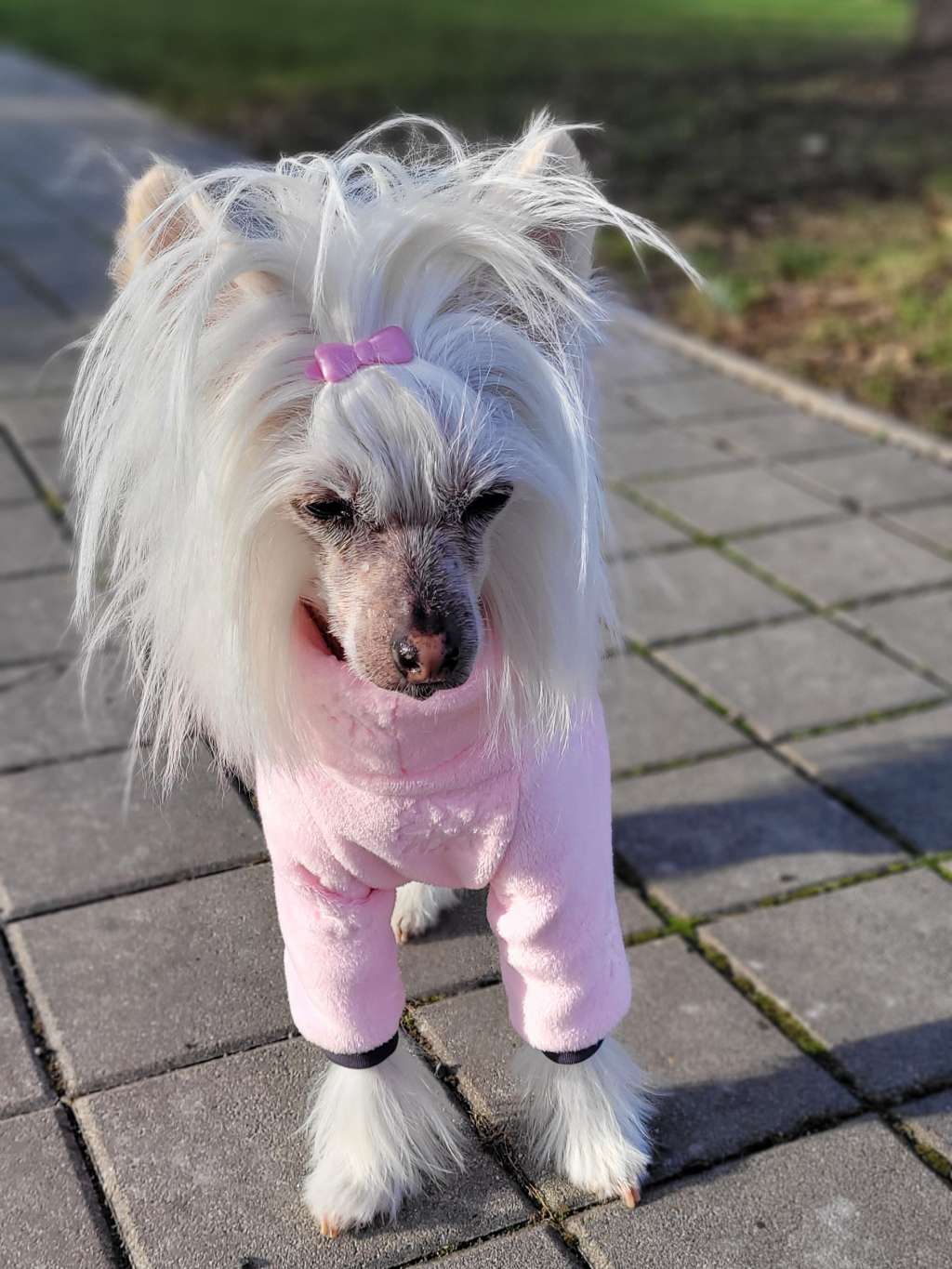 "Bayles" Certuv kvitek