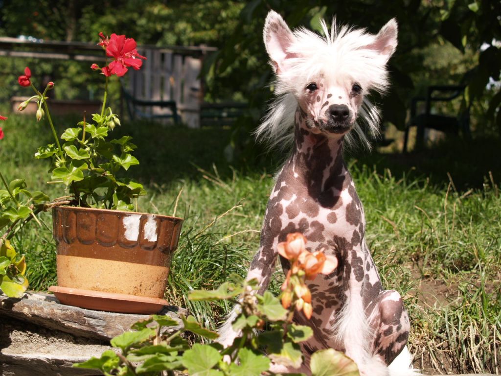 Angie Divoký tymián