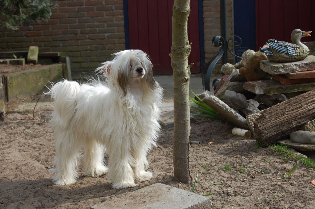 Timegarden Jumbo Jawbreaker