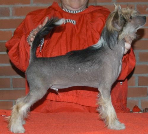 Sasquehanna Zgielk