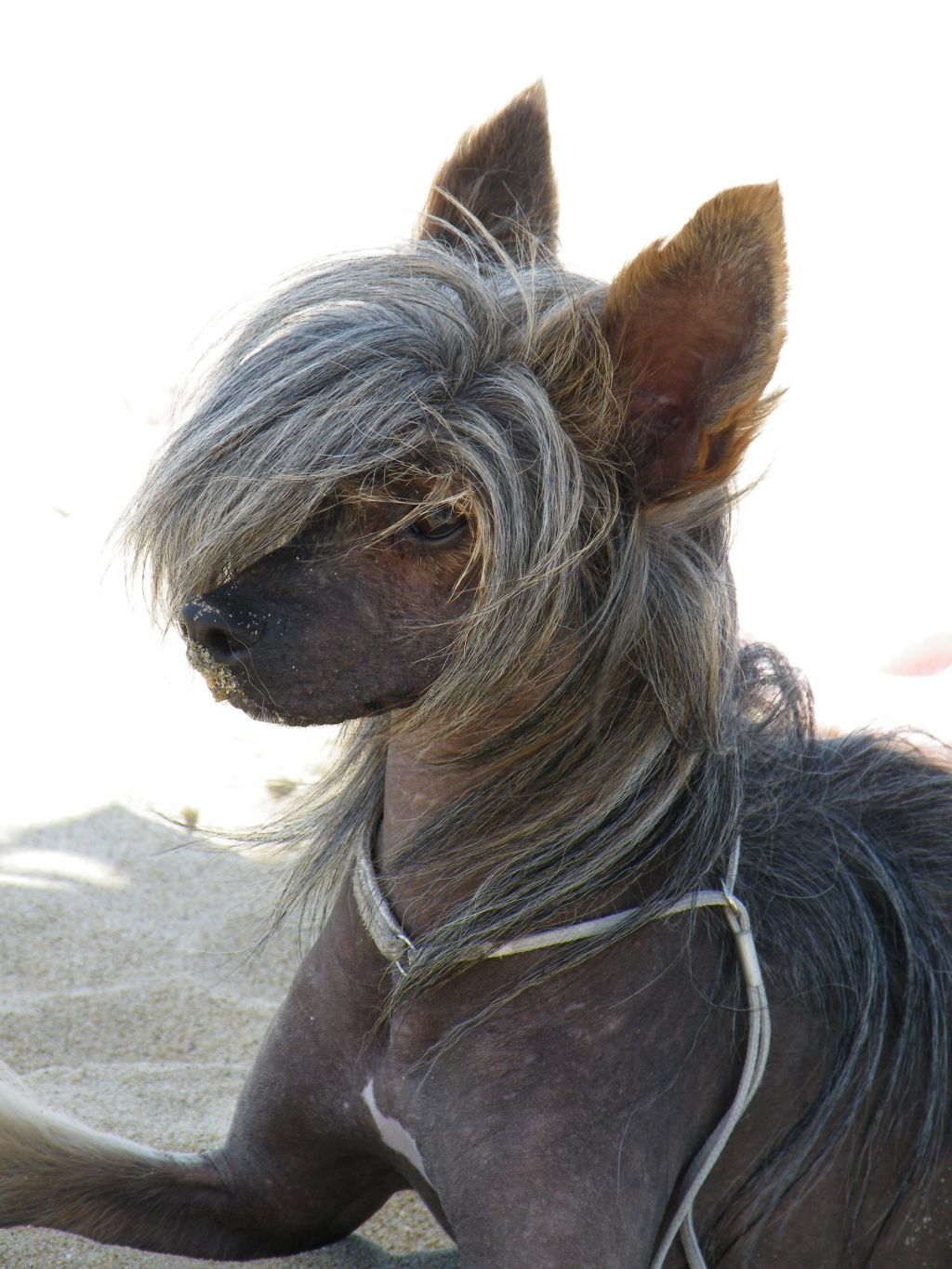 Sasquehanna (FCI) Czarownik