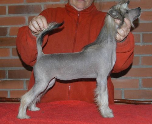 Sasquehanna Czarodziejka