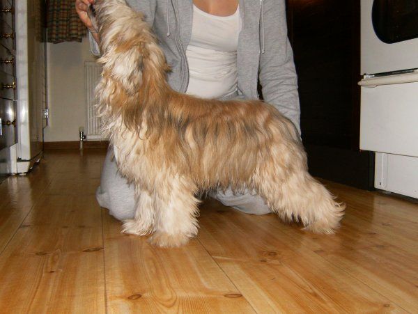 Gamla Bodens Mini Fidelie