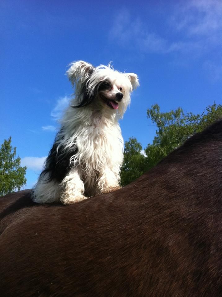 Kejsaren Av Kina Lovis