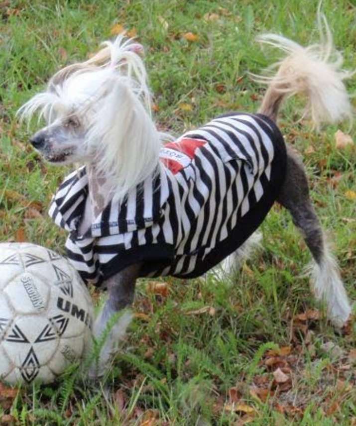 Kejsaren Av Kina Kajsa Kavat Ii