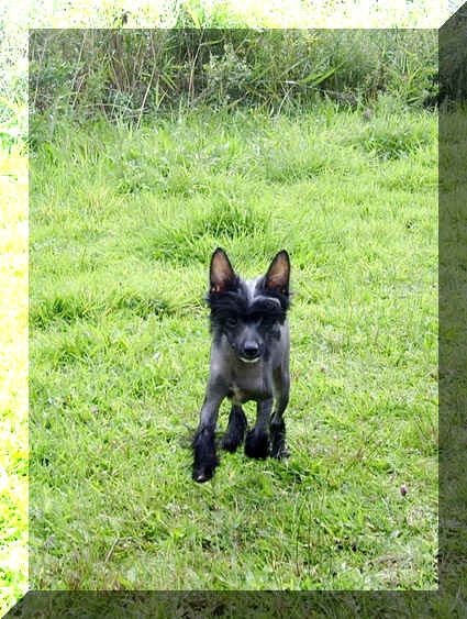 Ghostbuster Top Model De Rama