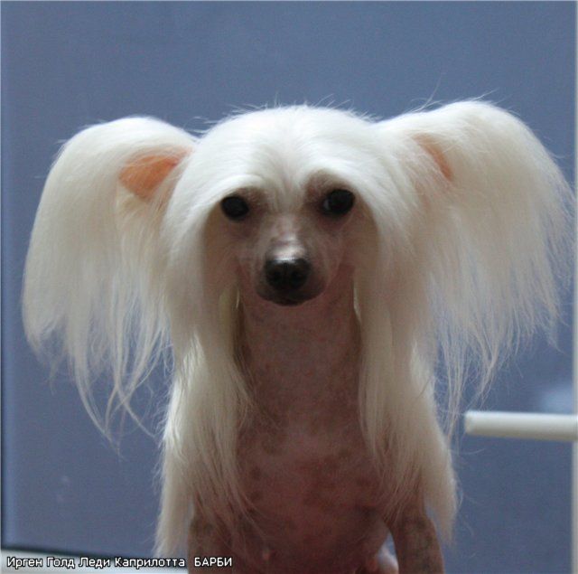 Irgen Gold Ledi Kaprilotta