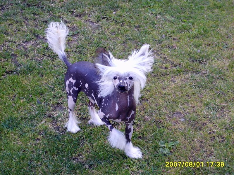 Florence Daniela's Genus