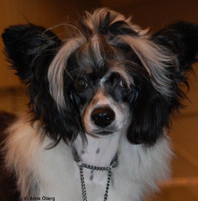 Scafar's Dream Catcher