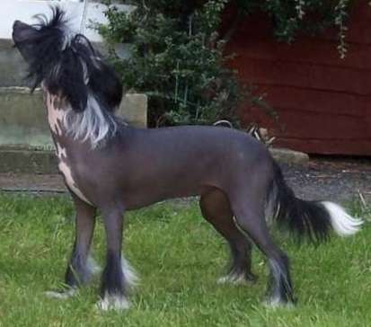 Zerachiel Tango in the Night