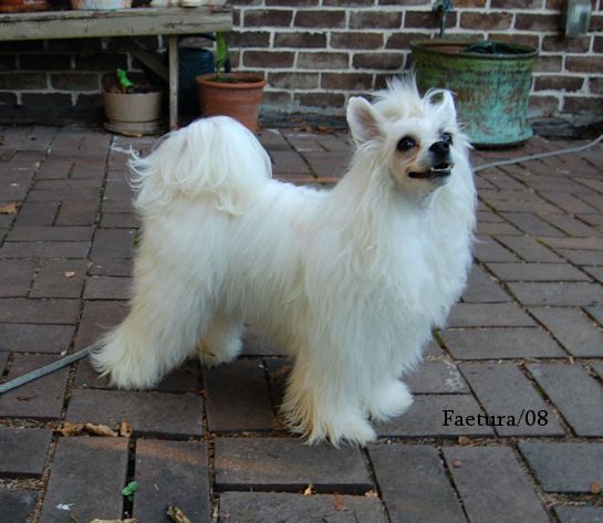 Faetura Blooming Like Winter