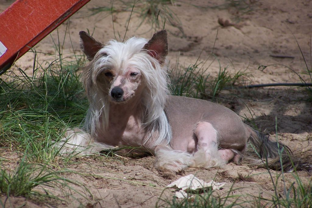 Mstical Chat LIne Special