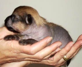 Brazilian Stud of the Queens Club