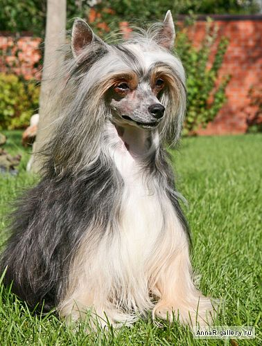 Dogland Happy Evpatoria