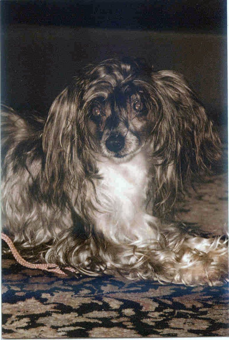 Zazou v. Golden Sinja