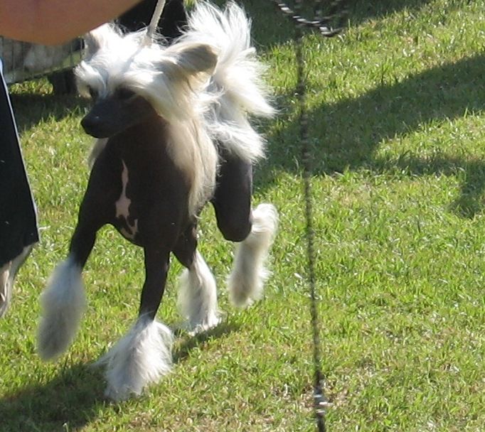 His Exellency Haro Garden Roses