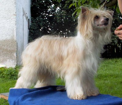 Sasquehanna Red Wine Zikkurat