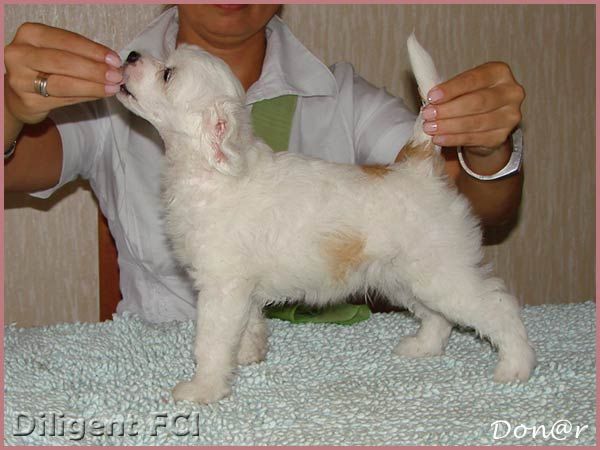 Faranhaid Diligent FCI