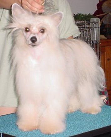 Taronga Bay's Captain Hook Pp