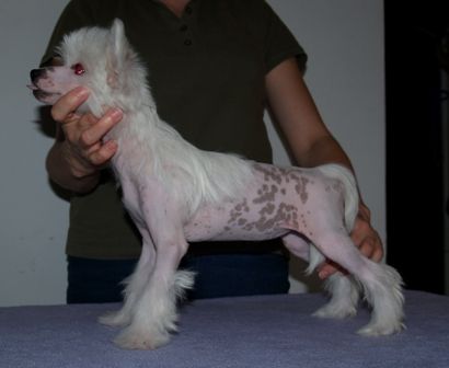 Secret Ukryte Pragnienia