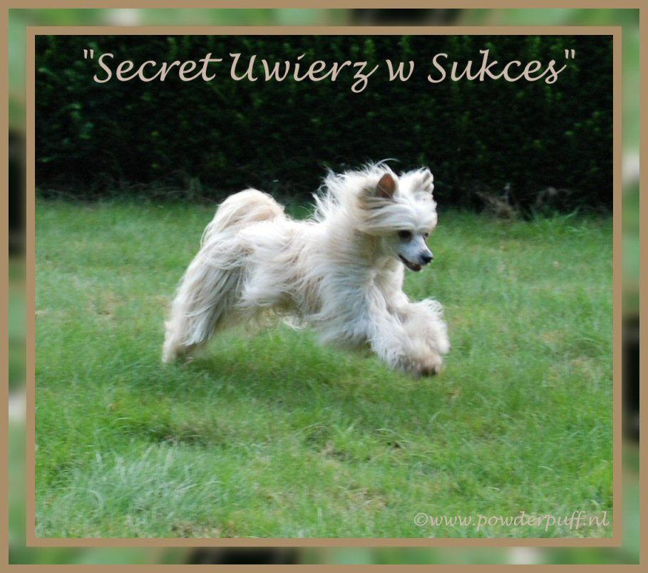 Secret Uwierz w Sukces