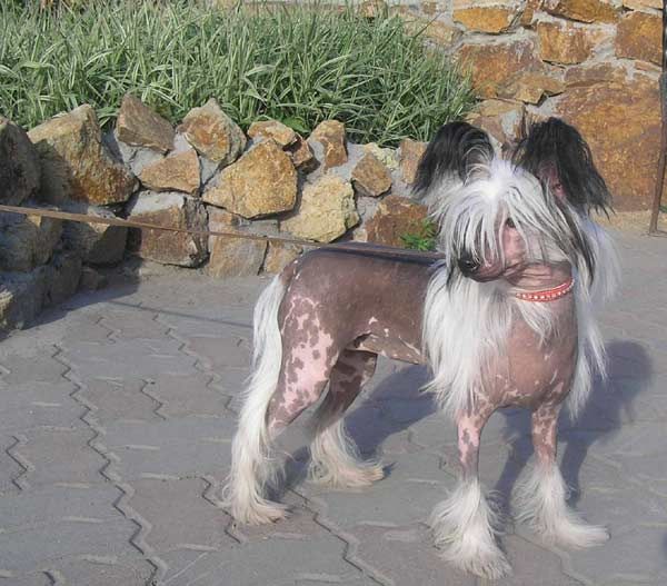 Dream Space Hilda Hillari