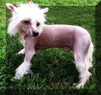 Shambhala's Xerex "Thor" Von Numa - ILBCNU