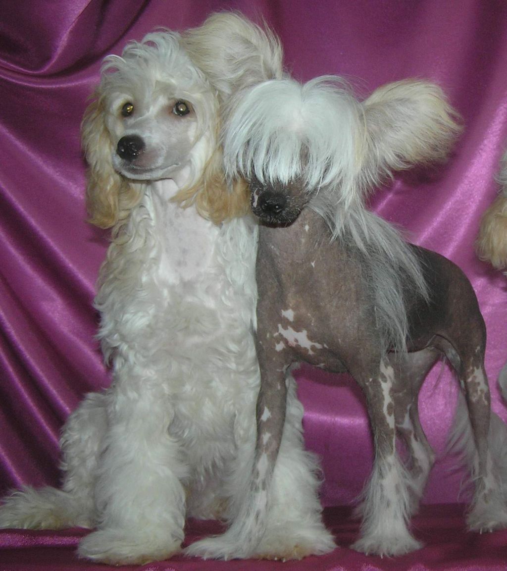 Leon Fleur De Lis Uilsi Mon