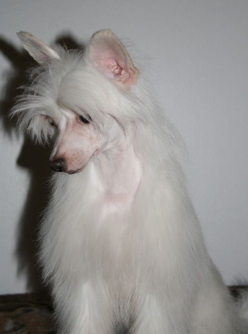 Sun Dan My Little Princess