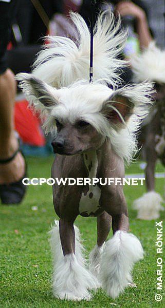 Bed'ykins Don-Quichaar