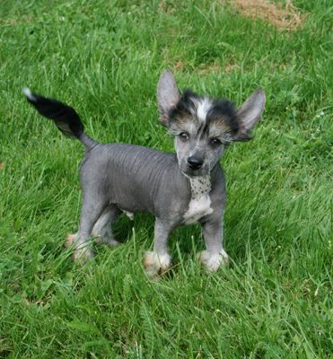 Proud Pony Lord Of The Dark