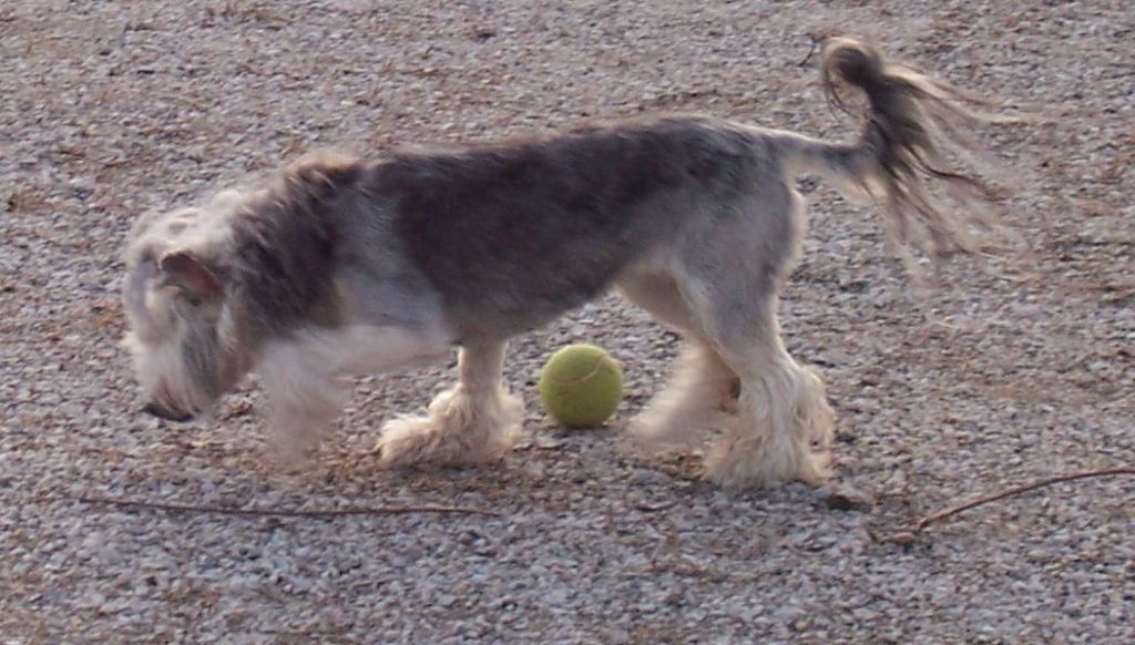 Storken's Black Diamond