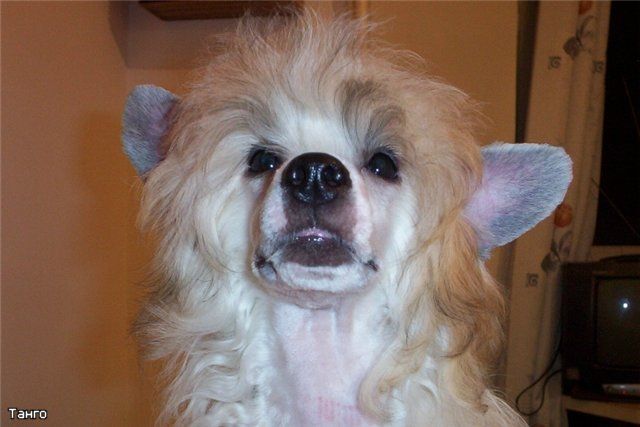 Kado Kitaiski Potselui Tango 