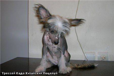 Kado Kitaiski Potselui Tressy