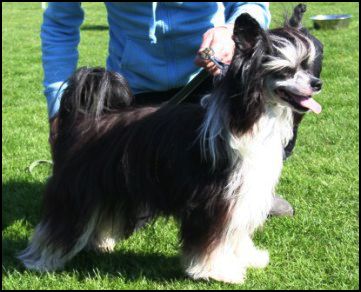 House Of Fun's Exotic'n Handsom