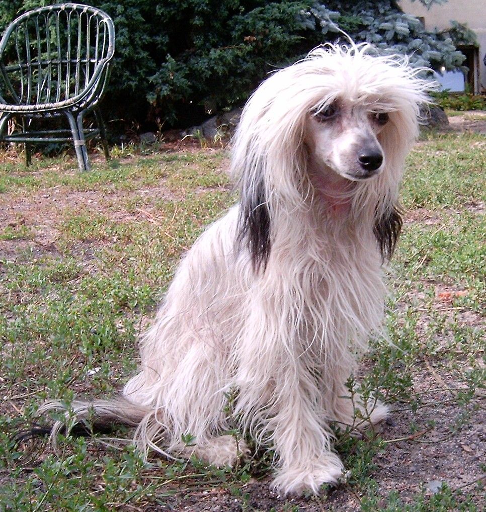 GRACJA Slodkie Marzenie