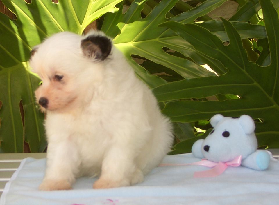 Aloha's See Spot Run