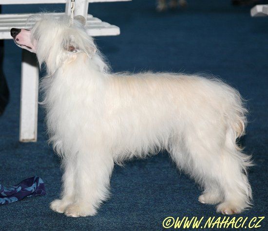 Benji Danielova volba