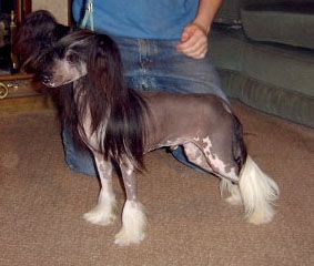 Utopiangold Rudolph del Vanitonia