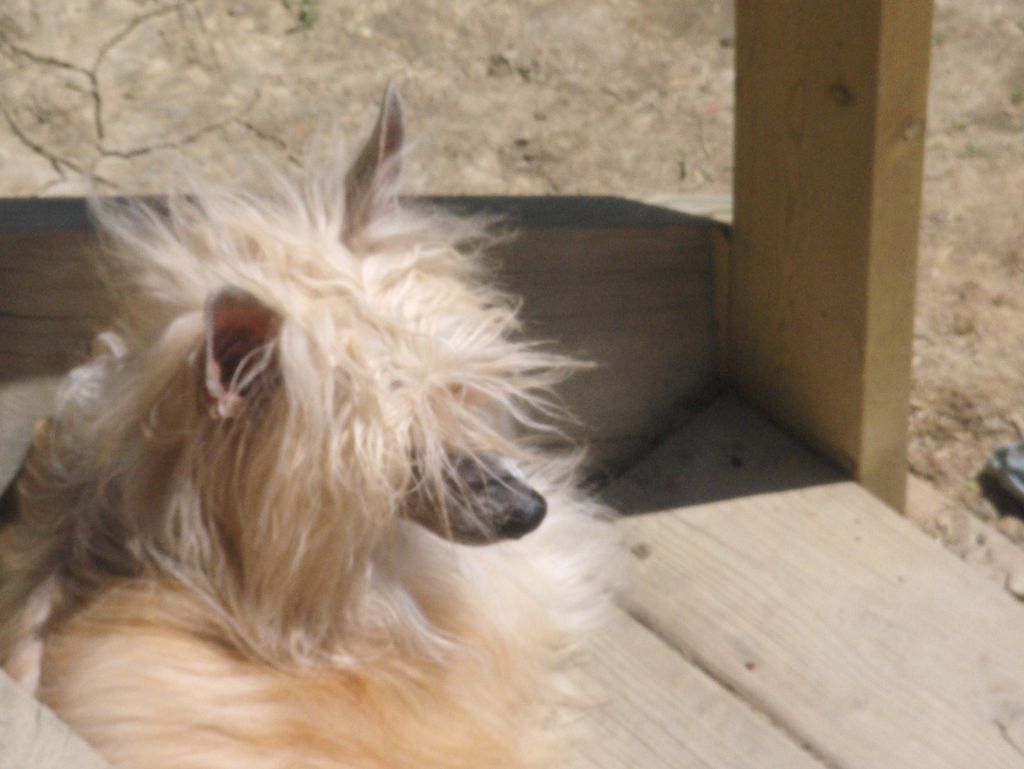 Dizzy Dollies Bo Bo Ling