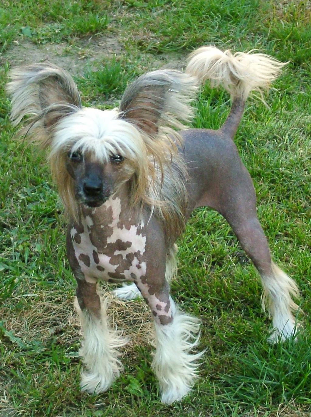 Allegra ze Zrnka písku