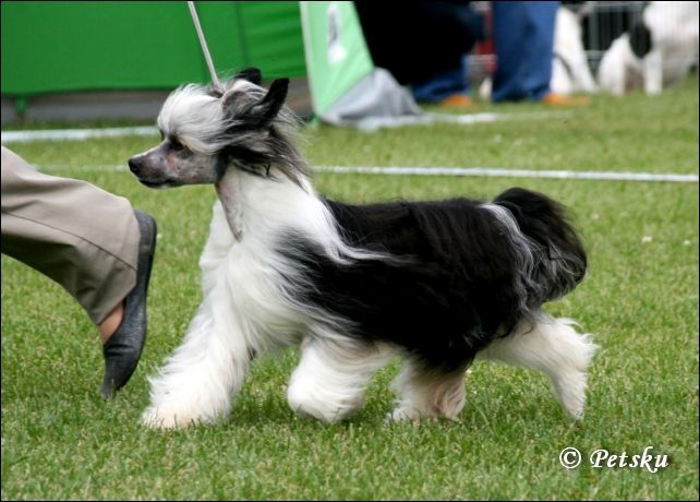 Volshebnaja Loshadka Hi-Tek 