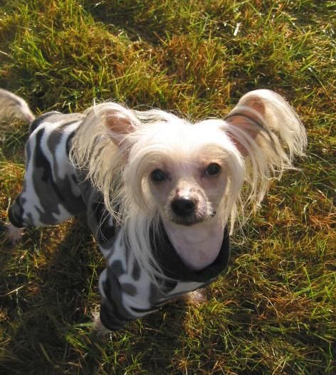 Jia Li's Exotic Ying-Chen