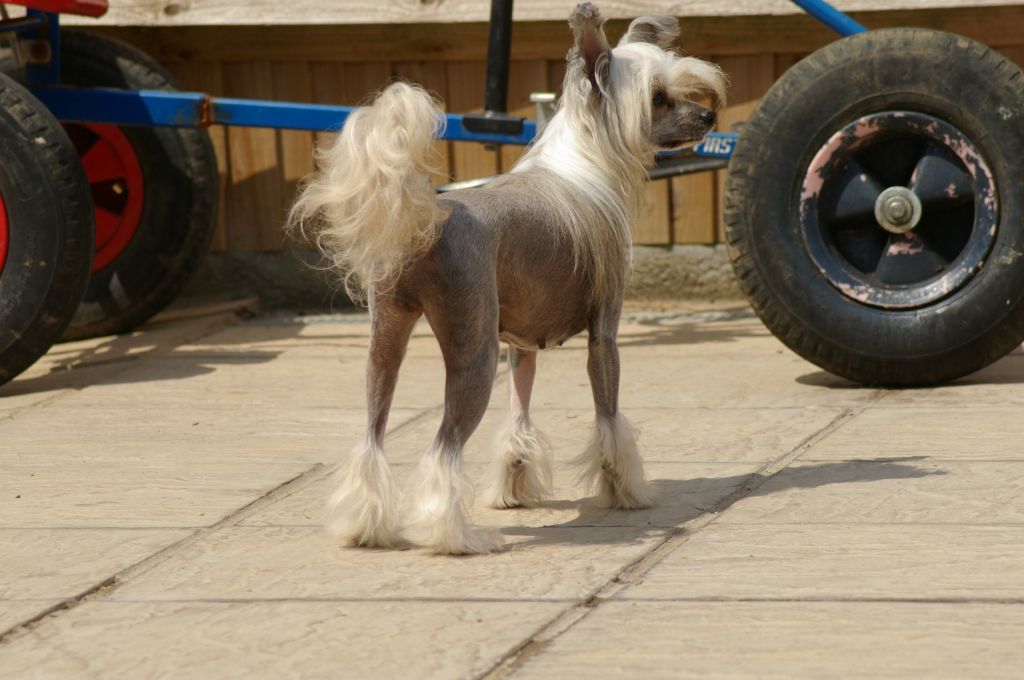 Zucci Sweet Rosie For Leibwache