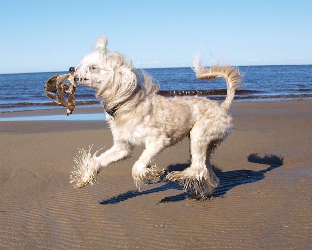 Crestwood HA Scorpius