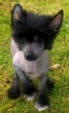 Tippytoes Simsalabim