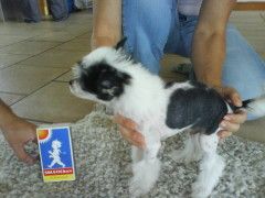 Untouchable's Ink N'Ice