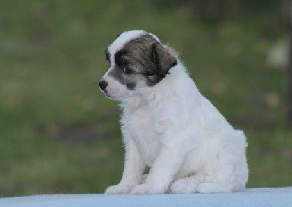 Yaquinas Almost An Angel