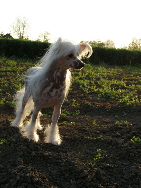 Erand Admire The Sire